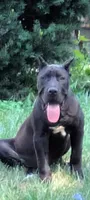 Musa, a male Perro de Presa Canario for sale in Kansas City, MO – 4 of 4