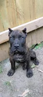Kodak , a male Perro de Presa Canario for sale in Kansas City, MO – 2 of 2