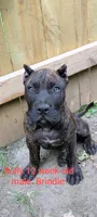 bully, a female Perro de Presa Canario for sale in Kansas City, MO – 1 of 1