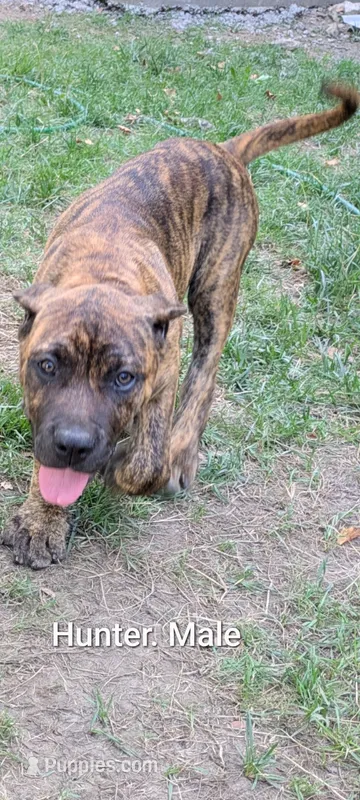 hunter – Perro de Presa Canario puppy for sale in Kansas City, MO