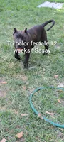 sassy, a female Perro de Presa Canario for sale in Kansas City, MO – 1 of 1