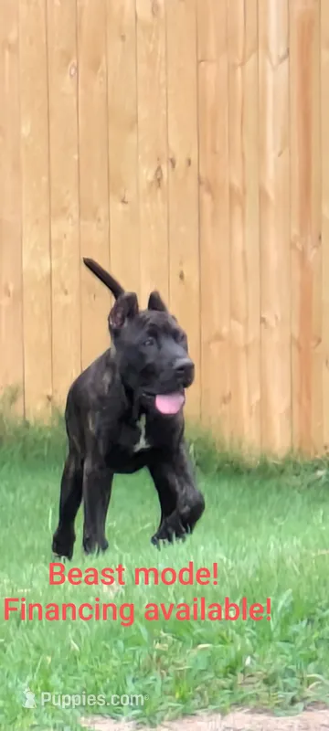 Trouble  – Perro de Presa Canario puppy for sale in Kansas City, MO
