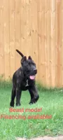 Trouble , a male Perro de Presa Canario for sale in Kansas City, MO – 1 of 4