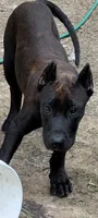 puma, a female Perro de Presa Canario for sale in Kansas City, MO – 8 of 8