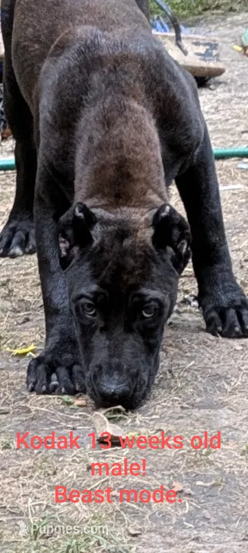sassy – Perro de Presa Canario puppy for sale in Kansas City, MO