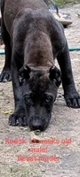 Pablo , a male Perro de Presa Canario for sale in Kansas City, MO – 1 of 1