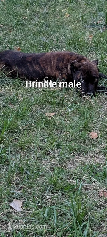 Max  – Perro de Presa Canario puppy for sale in Kansas City, MO