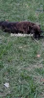 Max , a male Perro de Presa Canario for sale in Kansas City, MO – 1 of 1