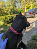 puma, a female Perro de Presa Canario for sale in Kansas City, MO – 2 of 8
