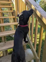puma, a female Perro de Presa Canario for sale in Kansas City, MO – 8 of 8