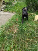 puma, a female Perro de Presa Canario for sale in Kansas City, MO – 3 of 8