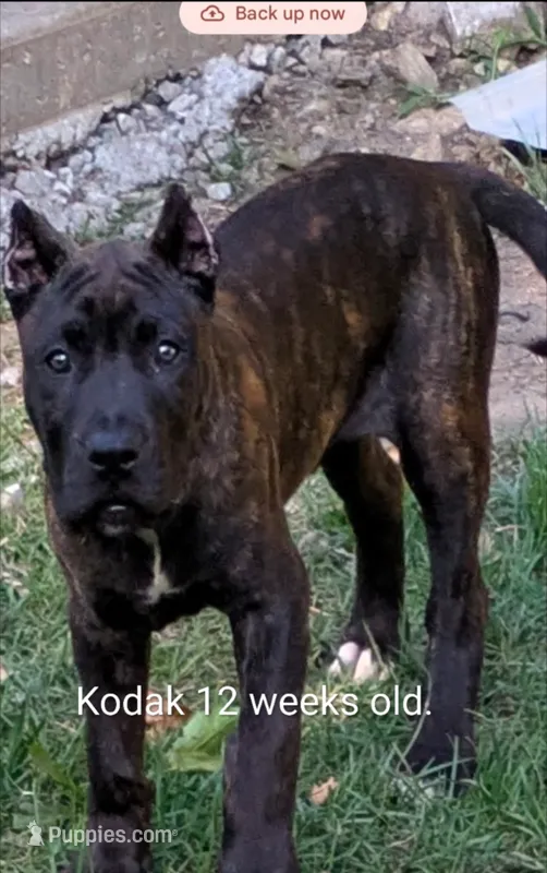Kodak  – Perro de Presa Canario puppy for sale in Kansas City, MO