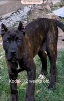 Kodak , a male Perro de Presa Canario for sale in Kansas City, MO – 1 of 2
