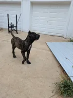 Trouble , a male Perro de Presa Canario for sale in Kansas City, MO – 3 of 4
