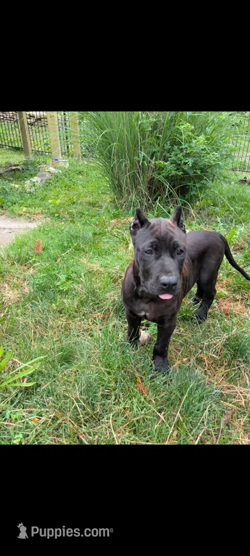 puma – Perro de Presa Canario puppy for sale in Kansas City, MO