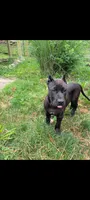 puma, a female Perro de Presa Canario for sale in Kansas City, MO – 1 of 8