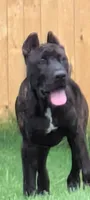 Trouble , a male Perro de Presa Canario for sale in Kansas City, MO – 4 of 4