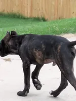 Trouble , a male Perro de Presa Canario for sale in Kansas City, MO – 2 of 4