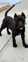 puma, a female Perro de Presa Canario for sale in Kansas City, MO – 6 of 8