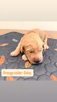 Daisy , a female Goldendoodle for sale in Gainesville, FL – 1 of 1