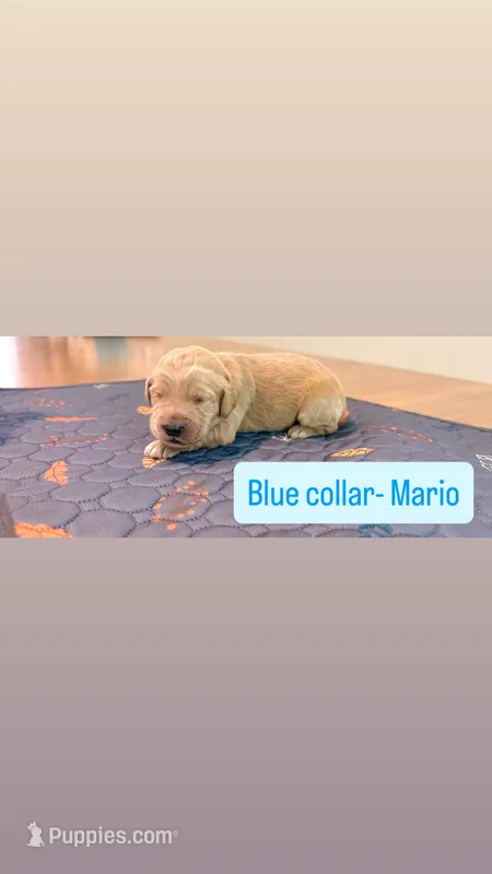 Mario  – Goldendoodle puppy for sale in Gainesville, FL