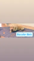 Mario , a male Goldendoodle for sale in Gainesville, FL – 1 of 1