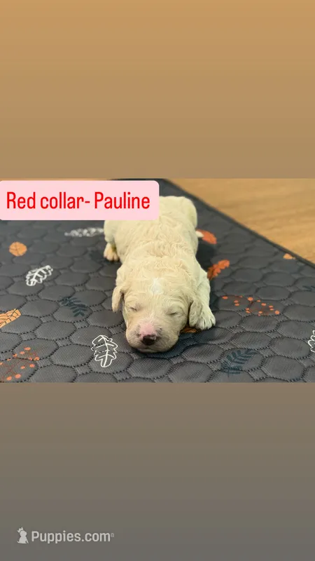 Pauline  – Goldendoodle puppy for sale in Gainesville, FL