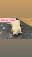 Pauline , a female Goldendoodle for sale in Gainesville, FL – 1 of 1