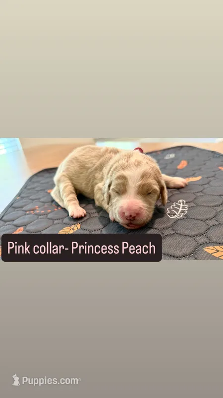 Princess Peach – Goldendoodle puppy for sale in Gainesville, FL
