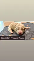 Princess Peach, a female Goldendoodle for sale in Gainesville, FL – 1 of 1