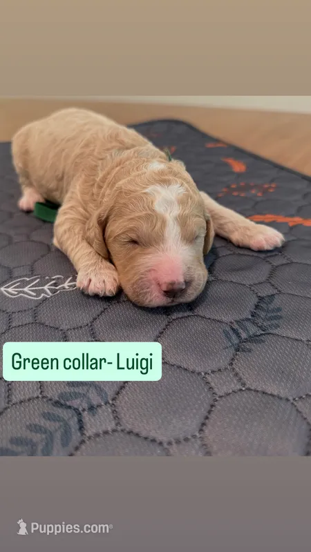 Luigi  – Goldendoodle puppy for sale in Gainesville, FL
