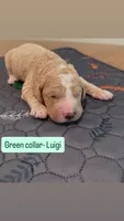 Luigi , a male Goldendoodle for sale in Gainesville, FL – 1 of 1