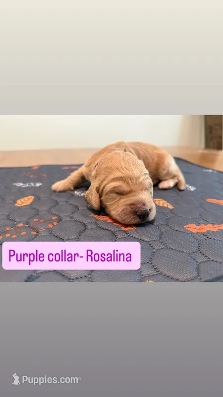 Rosalina – Goldendoodle puppy for sale in Gainesville, FL