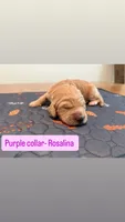 Rosalina, a female Goldendoodle for sale in Gainesville, FL – 1 of 1