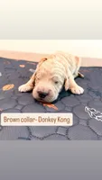 Donkey Kong , a male Goldendoodle for sale in Gainesville, FL – 1 of 1
