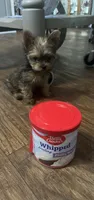 Piper , a female Yorkshire Terrier for sale in Augusta, GA – 4 of 4