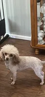 Dimond, a female Poodle - Toy  for sale in Augusta, GA – 2 of 3