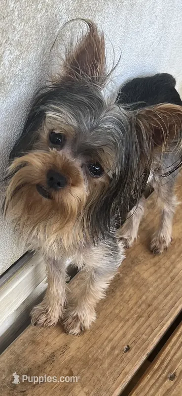Piper – Yorkshire Terrier puppy for sale in Augusta, GA