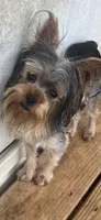 Piper, a female Yorkshire Terrier for sale in Augusta, GA – 1 of 1