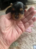 Blaze, a male Yorkshire Terrier for sale in Augusta, GA – 2 of 3