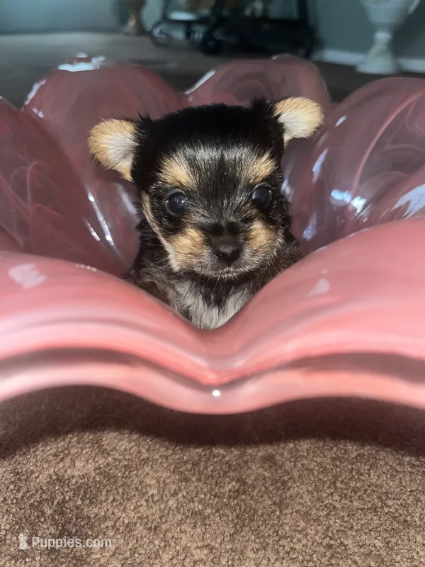 Blaze – Yorkshire Terrier puppy for sale in Augusta, GA