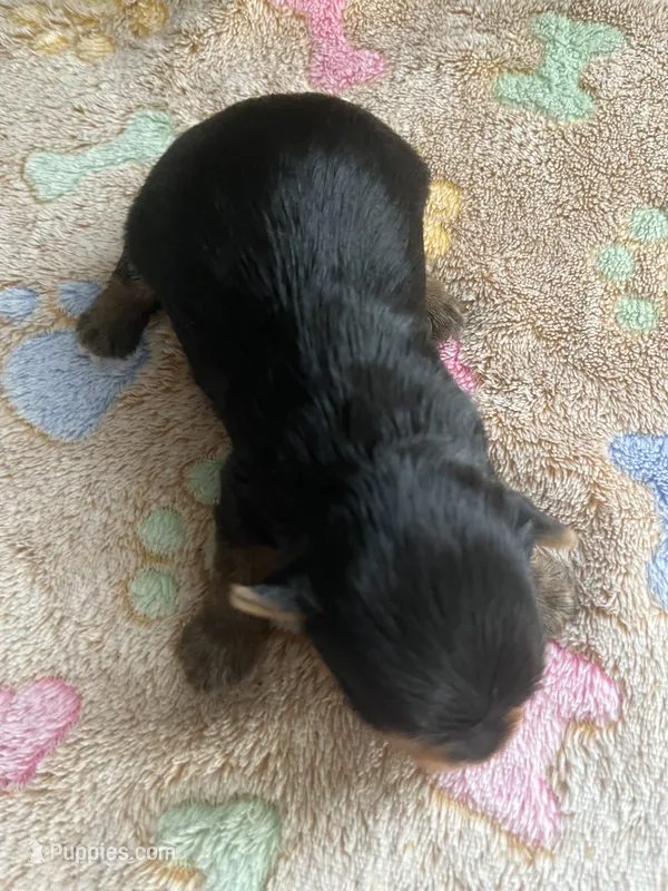 Blaze – Yorkshire Terrier puppy for sale in Augusta, GA