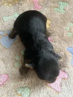 Blaze, a male Yorkshire Terrier for sale in Augusta, GA – 1 of 3
