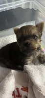Trinket , a female Yorkshire Terrier for sale in Augusta, GA – 5 of 6