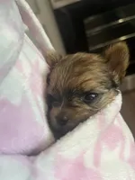 Trinket , a female Yorkshire Terrier for sale in Augusta, GA – 6 of 6