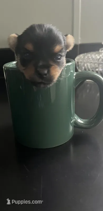 Blaze – Yorkshire Terrier puppy for sale in Augusta, GA