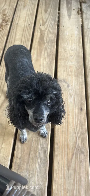 Sky, a female Poodle - Toy  for sale in Augusta, GA – 1 of 3
