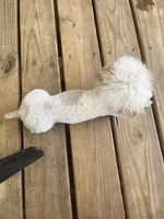 Dimond, a female Poodle - Toy  for sale in Augusta, GA – 3 of 3