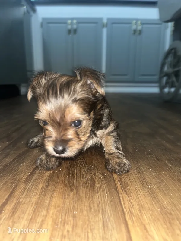 Paisley  – Yorkshire Terrier puppy for sale in Augusta, GA
