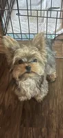 Piper , a female Yorkshire Terrier for sale in Augusta, GA – 3 of 4